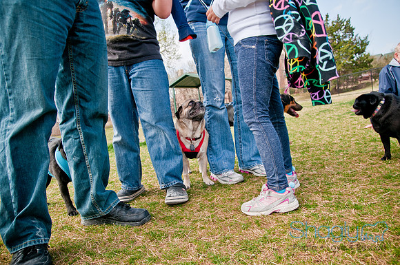 Pug Love Fun Run-266