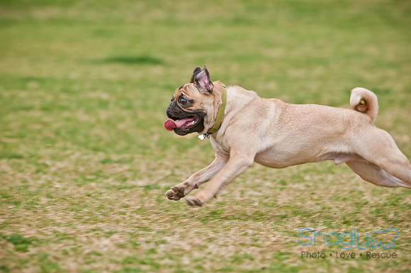 Pug Love Fun Run-123