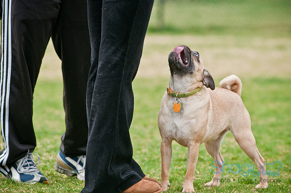 Pug Love Fun Run-119
