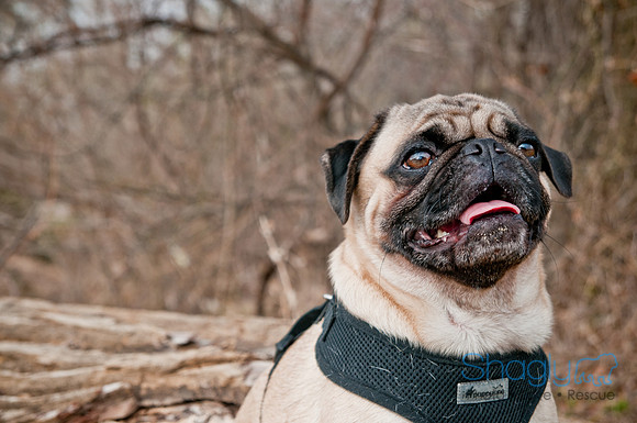 Pug Love Fun Run-40
