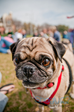 Pug Love Fun Run-238