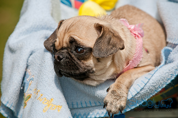 Pug Love Fun Run-171