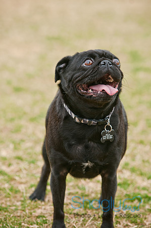 Pug Love Fun Run-107