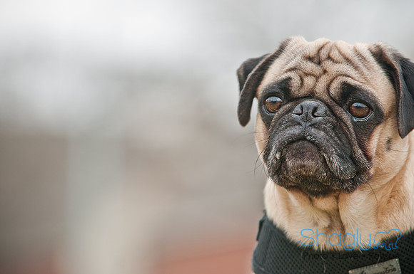 Pug Love Fun Run-115