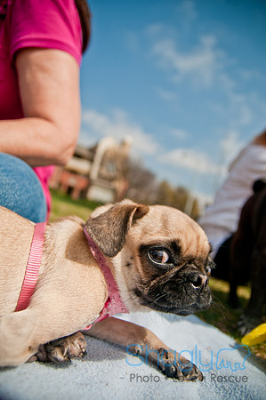 Pug Love Fun Run-263