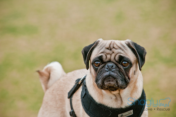 Pug Love Fun Run-103