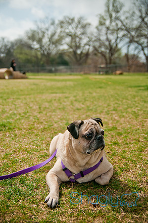 Pug Love Fun Run-255