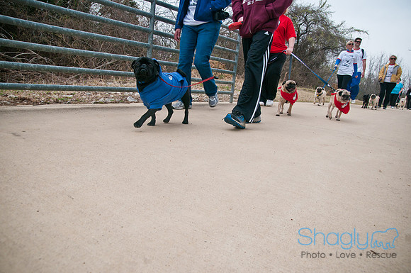 Pug Love Fun Run-4