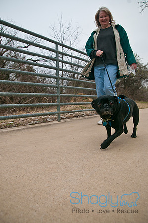 Pug Love Fun Run-15