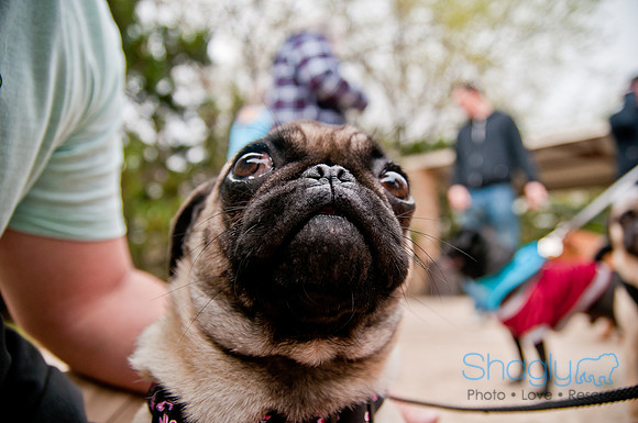 Pug Love Fun Run-51