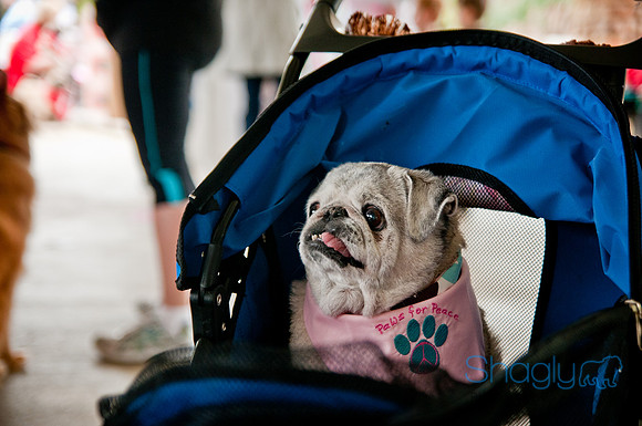 Pug Love Fun Run-68