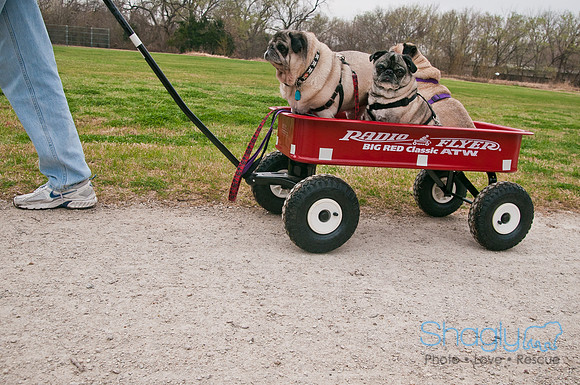 Pug Love Fun Run-3