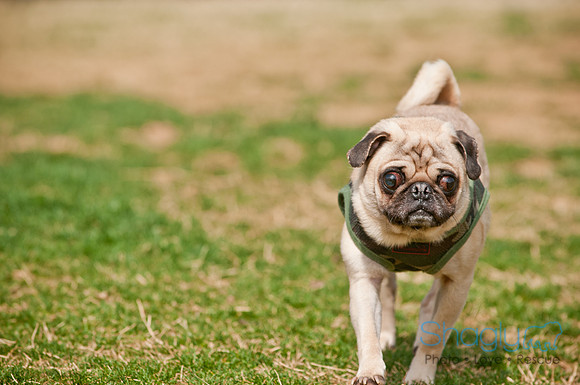 Pug Love Fun Run-157
