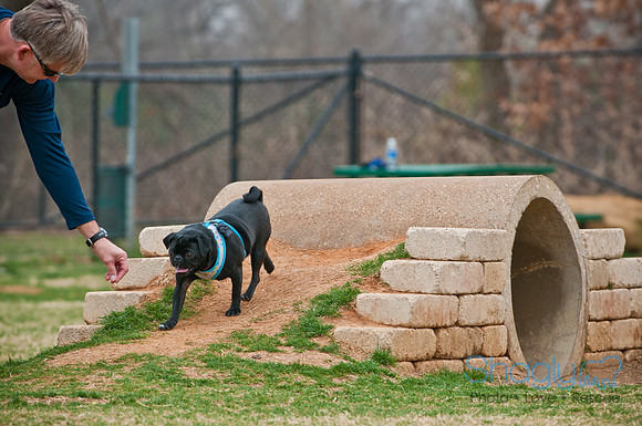 Pug Love Fun Run-92