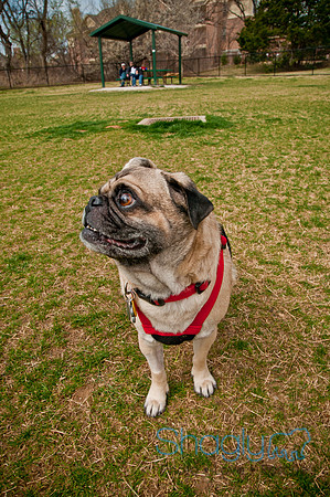 Pug Love Fun Run-229