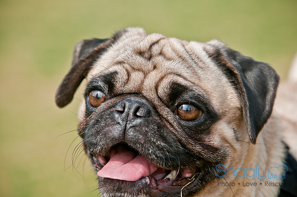 Pug Love Fun Run-159