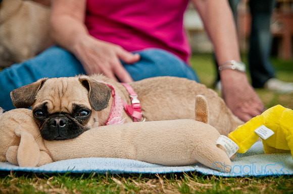 Pug Love Fun Run-251