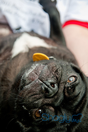 Pug Love Fun Run-232