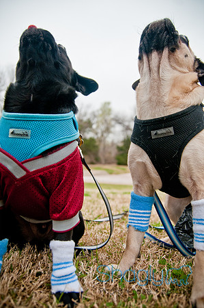 Pug Love Fun Run-75