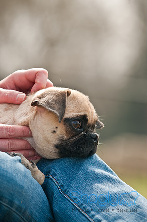 Pug Love Fun Run-180