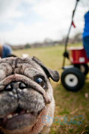 Pug Love Fun Run-257