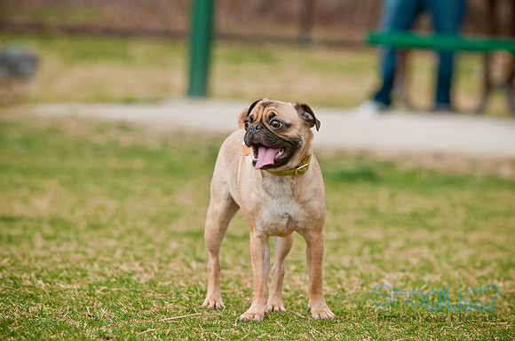 Pug Love Fun Run-135
