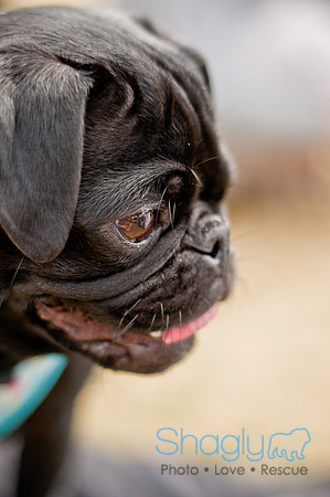 Pug Love Fun Run-210