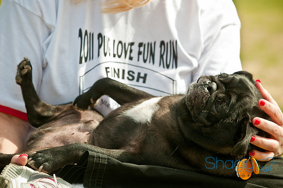 Pug Love Fun Run-184