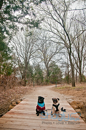 Pug Love Fun Run-29