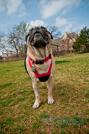 Pug Love Fun Run-228