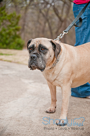 Pug Love Fun Run-62