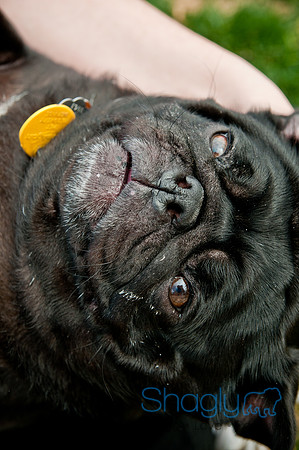 Pug Love Fun Run-231