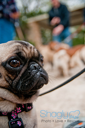 Pug Love Fun Run-53