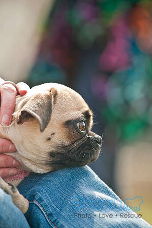 Pug Love Fun Run-179