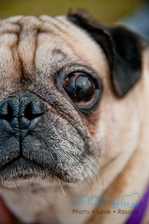 Pug Love Fun Run-244