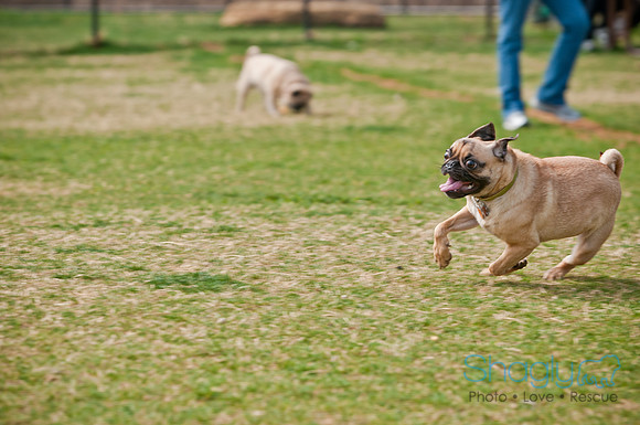 Pug Love Fun Run-152