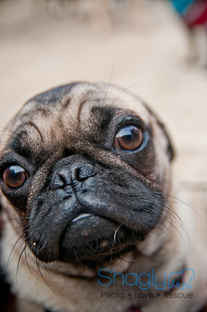 Pug Love Fun Run-49