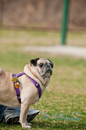 Pug Love Fun Run-165