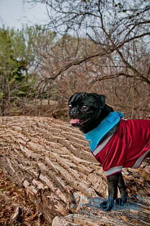 Pug Love Fun Run-33