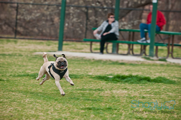 Pug Love Fun Run-89