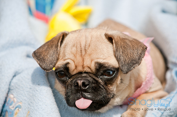 Pug Love Fun Run-172