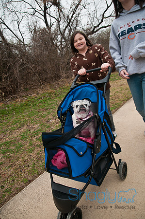 Pug Love Fun Run-20