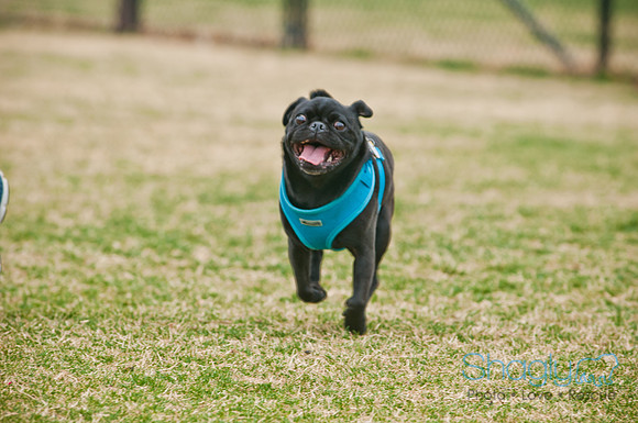 Pug Love Fun Run-85