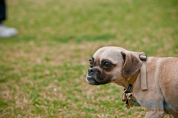 Pug Love Fun Run-205