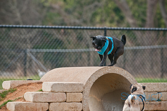Pug Love Fun Run-140