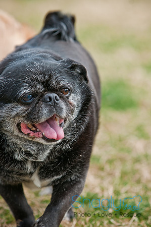 Pug Love Fun Run-202