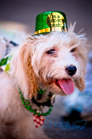 ShamRockn Roll Pet Parade-22