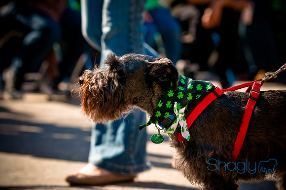 ShamRockn Roll Pet Parade-47