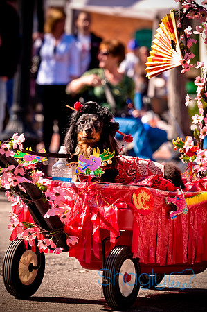 ShamRockn Roll Pet Parade-40