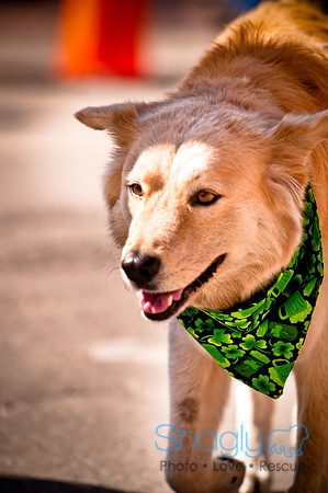 ShamRockn Roll Pet Parade-26